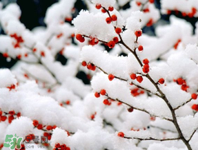 數(shù)九天什么時(shí)候最冷？數(shù)九天幾九最冷？