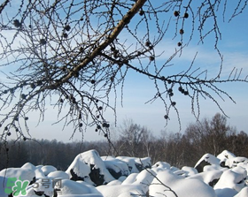 二九是幾月幾號？2017年二九是哪天？