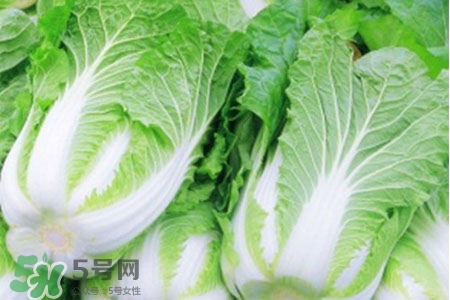 2017過年白菜會(huì)漲價(jià)嗎？2017年春節(jié)白菜價(jià)格預(yù)測(cè)