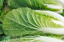 2017過年白菜會(huì)漲價(jià)嗎？2017年春節(jié)白菜價(jià)格預(yù)測(cè)