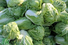 2017過年白菜會(huì)漲價(jià)嗎？2017年春節(jié)白菜價(jià)格預(yù)測(cè)