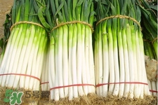 2017過年大蔥會(huì)漲價(jià)嗎？2017年春節(jié)大蔥價(jià)格預(yù)測(cè)