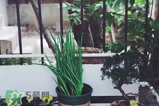 2017過年小蔥會漲價(jià)嗎？2017年春節(jié)小蔥價(jià)格預(yù)測