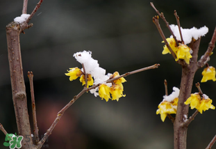 七九是哪一天？2017年七九是哪天？