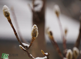 七九是哪一天？2017年七九是哪天？