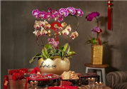 過(guò)年買(mǎi)什么花放家里好?過(guò)年家里放什么花好?