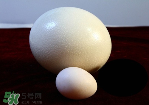 鴕鳥蛋可以吃嗎?吃鴕鳥蛋違法嗎 鴕鳥蛋可以吃嗎?吃鴕鳥蛋違法嗎