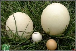 鴕鳥蛋可以吃嗎?吃鴕鳥蛋違法嗎 鴕鳥蛋可以吃嗎?吃鴕鳥蛋違法嗎