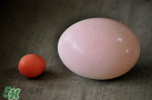 鴕鳥蛋可以吃嗎?吃鴕鳥蛋違法嗎 鴕鳥蛋可以吃嗎?吃鴕鳥蛋違法嗎