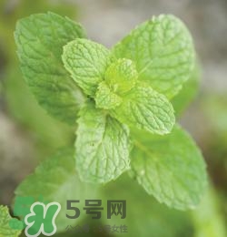 有狐臭不能吃什么食物？有狐臭的人不能吃什么