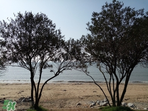 春節(jié)去廈門穿什么衣服？過年春節(jié)廈門穿什么？