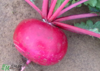  空心的蘿卜能吃嗎？蘿卜空心了還能吃嗎？