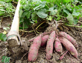 紅薯皮發(fā)黑能吃嗎？紅薯削皮后發(fā)黑能吃嗎？