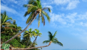 春節(jié)去三亞穿什么？過(guò)年春節(jié)去三亞穿什么衣服？