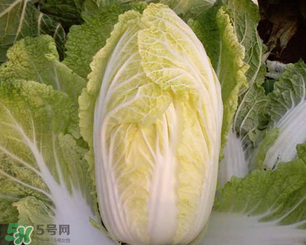 白菜葉子上的小黑點是什么？白菜葉子上有黑點能吃嗎？