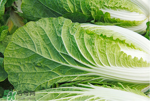 白菜葉子上的小黑點是什么？白菜葉子上有黑點能吃嗎？