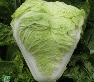 白菜葉子上的小黑點是什么？白菜葉子上有黑點能吃嗎？