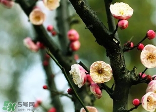 正月是臘月嗎？正月和臘月是幾月？