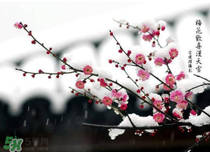 梅花可以放臥室嗎？梅花放在臥室風(fēng)水好嗎？