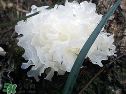 銀耳是白的好還是黃的好?白銀耳和黃銀耳區(qū)別 銀耳是白的好還是黃的好?白銀耳和黃銀耳區(qū)別