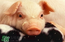 注水肉怎么辨別?注水肉的危害 注水肉怎么辨別?注水肉的危害