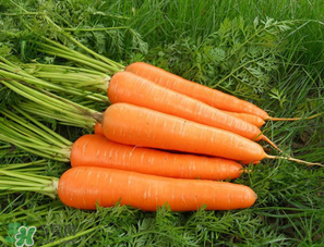 胡蘿卜每天吃多少合適？胡蘿卜一天吃多少合適？