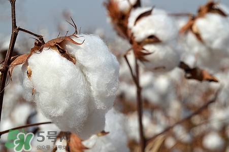 送棉花是什么意思?棉花有什么寓意 送棉花是什么意思?棉花有什么寓意