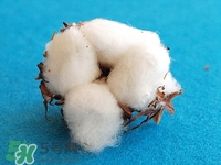 送棉花是什么意思?棉花有什么寓意 送棉花是什么意思?棉花有什么寓意