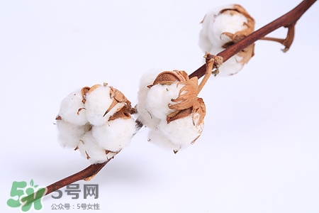 送棉花是什么意思?棉花有什么寓意 送棉花是什么意思?棉花有什么寓意