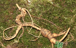 野山參怎么吃效果最好?野山參的功效與作用 野山參怎么吃效果最好?野山參的功效與作用