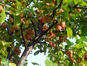 野蘋果可以泡酒嗎？野蘋果泡酒有什么功效？