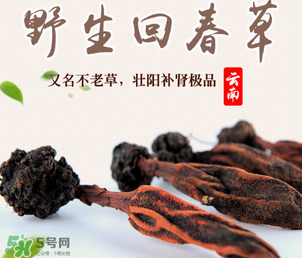 回春草多少錢一斤？回春草多少錢一克？