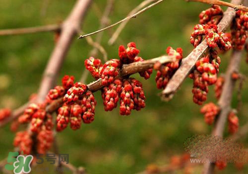 高血脂泡腳用什么藥好？高血脂用什么藥泡腳？