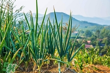 吃了蔥怎么快速去味?怎么消除大蔥的味道