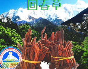 回春草多少錢一斤？回春草多少錢一克？