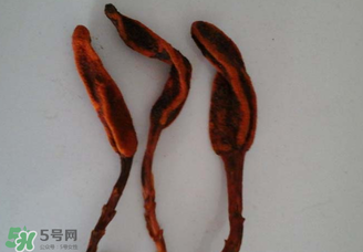 回春草有什么功效？回春草的功效與作用 