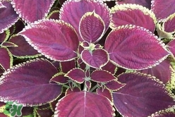 紫蘇粥可以治感冒嗎?紫蘇粥能治療感冒嗎? 紫蘇粥可以治感冒嗎?紫蘇粥能治療感冒嗎?