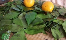 橘子葉有什么作用?橘子葉的功效與作用 橘子葉有什么作用?橘子葉的功效與作用