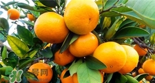 橘子葉有什么作用?橘子葉的功效與作用 橘子葉有什么作用?橘子葉的功效與作用