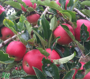 野蘋果可以泡酒嗎？野蘋果泡酒有什么功效？