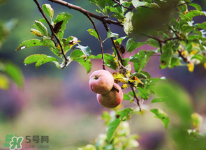 野蘋果可以泡酒嗎？野蘋果泡酒有什么功效？