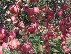 野蘋(píng)果可以吃嗎？野蘋(píng)果怎么吃法？