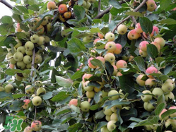 野蘋(píng)果可以吃嗎？野蘋(píng)果怎么吃法？