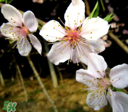 立春可以出門嗎？立春為什么不能出門？