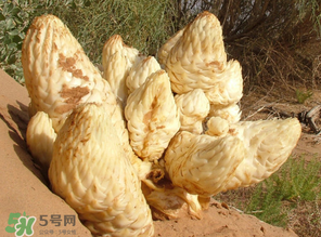 鎖陽和肉蓯蓉一起泡酒可以嗎？肉蓯蓉和鎖陽的區(qū)別