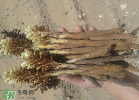 野生肉蓯蓉多少錢一斤？肉蓯蓉價格一斤多少錢？