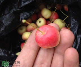 野蘋果的營養(yǎng)價(jià)值 野蘋果的功效與作用 野蘋果的營養(yǎng)價(jià)值 野蘋果的功效與作用