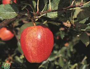 野蘋果多少錢一斤？野蘋果價格