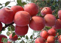 阿克蘇蘋果脆嗎？阿克蘇蘋果是粉蘋果還是脆蘋果？