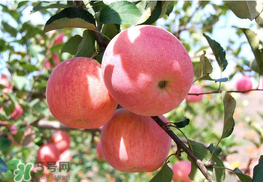 面蘋果和脆蘋果有什么區(qū)別？面蘋果和脆蘋果哪個(gè)營(yíng)養(yǎng)大？